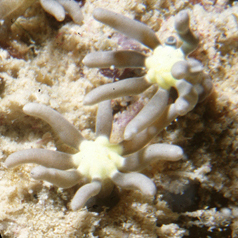 Green Star Polyps