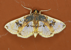 Compacta hirtalis