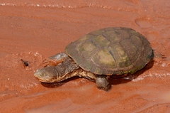 Helmeted Turtle photo 3