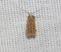 Monochroa quinquepunctella