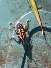 Metamasius sericeus