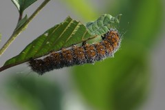 Acronicta hastulifera