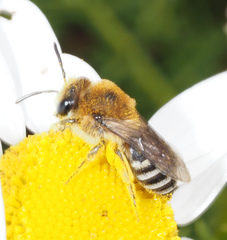 Colletes similis