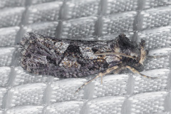 Acrolophus variabilis