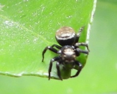 Plexippina