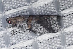 Acrobasis comptella