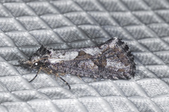 Acrolophus variabilis