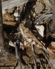 Heliastus sumichrasti