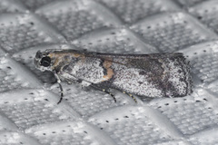 Acrobasis comptella