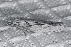 Ethmia semitenebrella