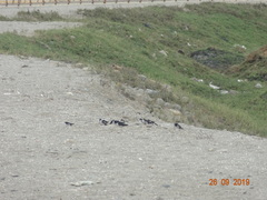 Pygochelidon cyanoleuca