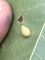 Caryomyia caryaecola