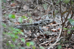 Salvator merianae merianae