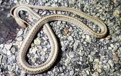 Salvadora hexalepis hexalepis