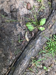Arion fasciatus