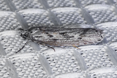 Ethmia semitenebrella