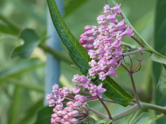 Anthophila