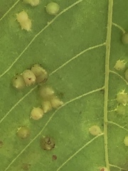 Caryomyia conoidea