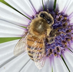 Apis mellifera