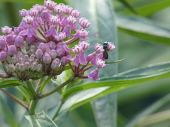 Anthophila