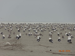 Larus dominicanus