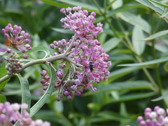 Anthophila