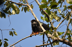 Alouatta belzebul