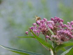 Apis mellifera