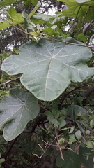 Jatropha peltata