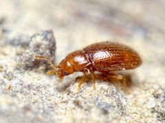 Mycetaea subterranea