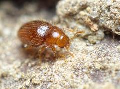 Mycetaea subterranea