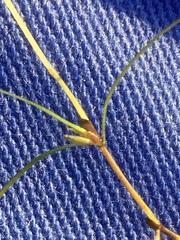 Zannichellia palustris