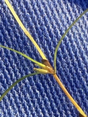 Zannichellia palustris