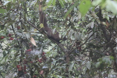 Callosciurus erythraeus