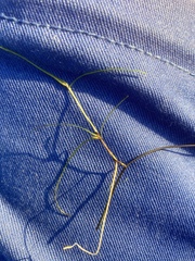 Zannichellia palustris