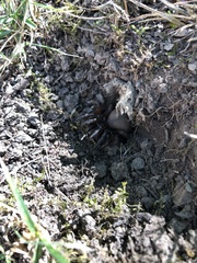 Cyclocosmia truncata