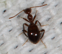 Acanthinus argentinus