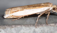 Crambus quinquareatus