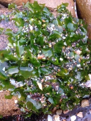 Ulva californica