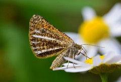 Isturgia limbaria