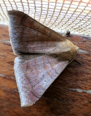 Ophisma