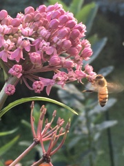 Apis mellifera