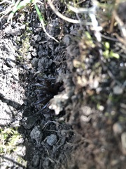 Cyclocosmia truncata