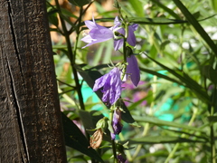 Campanula rapunculoides