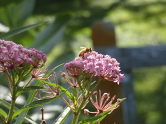 Apis mellifera