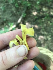 Hygrocybe caespitosa