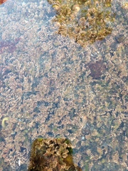 Corallina pinnatifolia