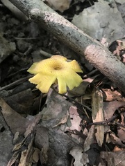 Hygrocybe caespitosa
