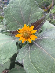 Smallanthus sonchifolius