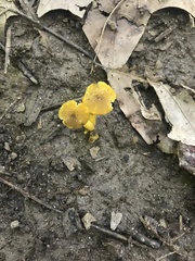 Hygrocybe caespitosa